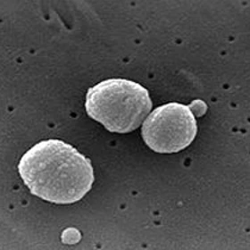 Listeria monocytogenes.jpg Listeria monocytogenes.jpg