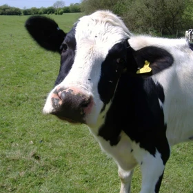 cow.jpg cow.jpg