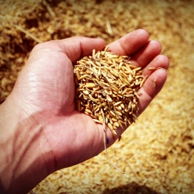 abundance-agricultural-agriculture-arm-226615.jpg abundance-agricultural-agriculture-arm-226615.jpg